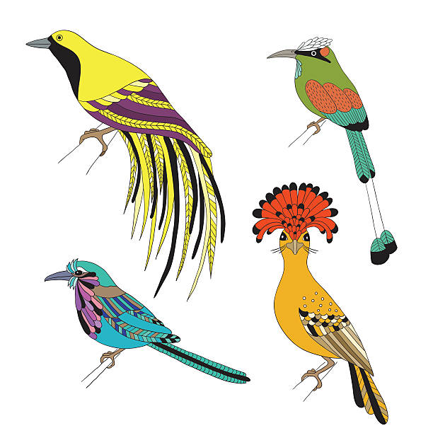 Set of tropical birds hand draw on a white background. Set of tropical birds hand draw. Emperor Bird of Paradise, royal flycatcher, Lilac-breasted Roller and Turquoise-browed motmot on a white background. motmot stock illustrations