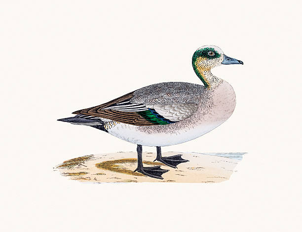 칠레식 wigeon 덕 물새 - american wigeon stock illustrations