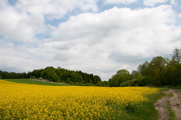istock Field of rapeseed with rural road 540828122
