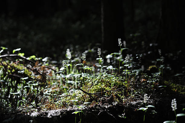 istock Maianthemum bifolium 540828274