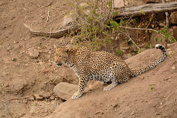 istock African leopard sitting perched above a waterhole 540828890