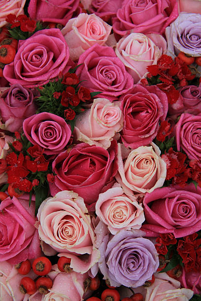 istock Bridal roses in pink and purple 540829052