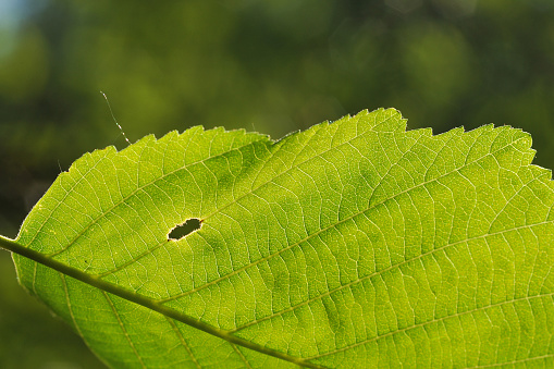 Close up of fresh green leaf with the hole made by the caterpillar