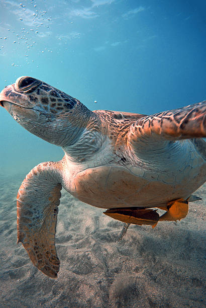 istock Turtle swimming above the sand 540830946