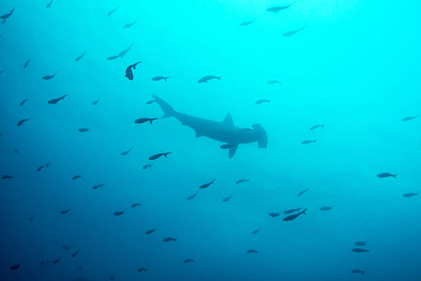 istock Scalloped hammerhead shark Silhoutte in the Pacific 540832770
