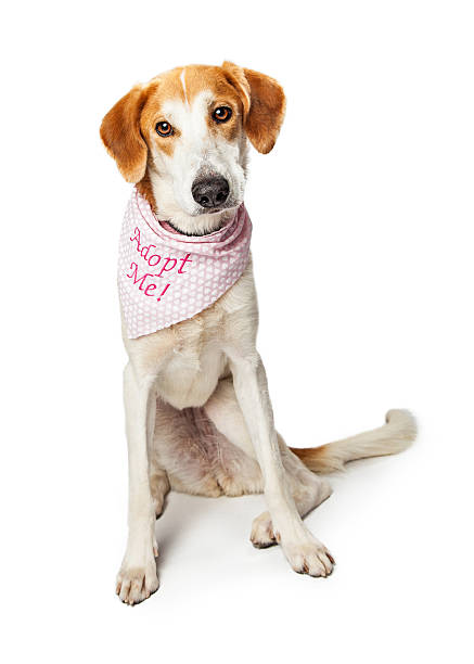 istock Sad Dog Wearing Adopt Me Bandana 540832884