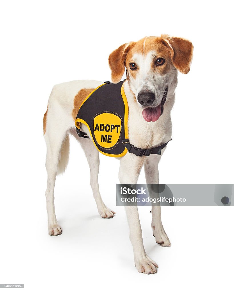 Rescue Dog Wearing Adopt Me Vest Large rescue dog wearing Adopt Me vest while standing on white Animal Stock Photo