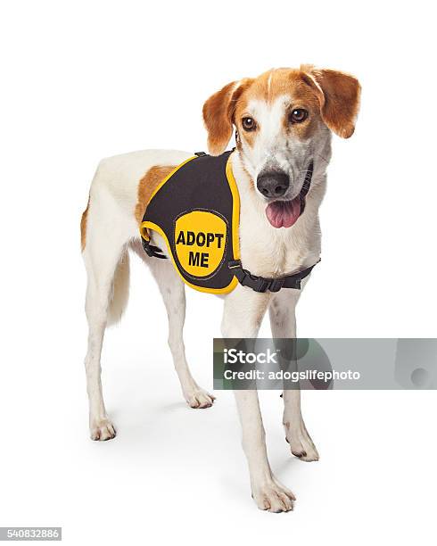 Rescue Dog Wearing Adopt Me Vest Stock Photo - Download Image Now - Animal, Black Color, Canine - Animal