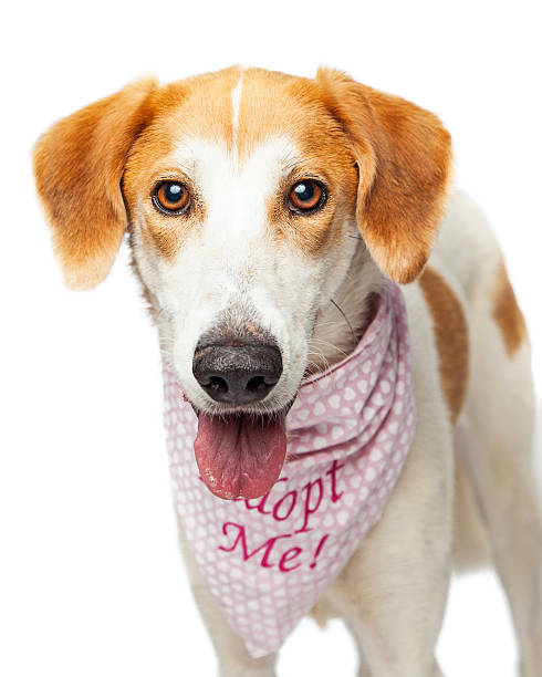 istock Portrait Happy Rescue Crossbreed Dog 540832898