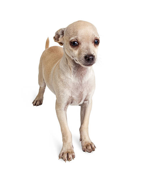 istock Scared White Chihuahua Crossbreed 540832942