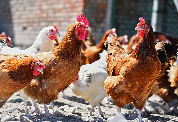 istock Chickens on traditional free range poultry farm 540833032