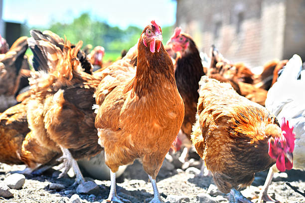 istock Chickens on traditional free range poultry farm 540833064