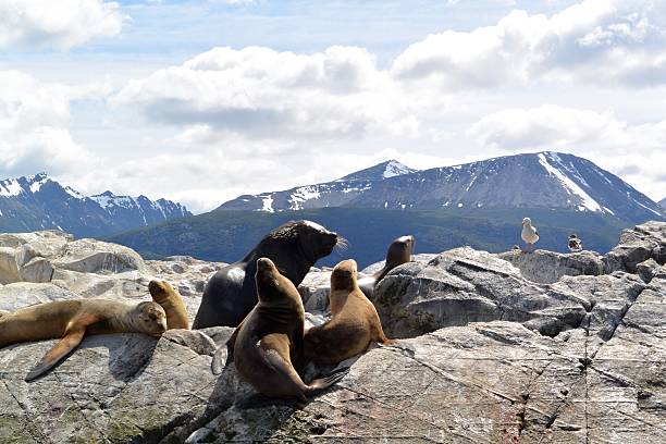 istock Seals on a rock with the Andes mountains in the background 540833130