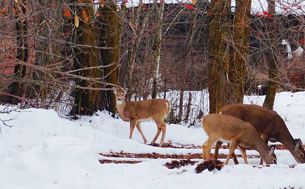 istock Deer and Snow in Montana 540833366
