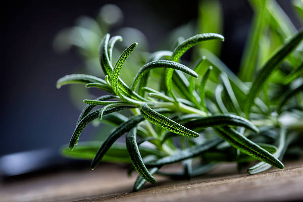 rosemary. fresh rosemary herbs. scissors cut herbs fresh rosemary. - rosemary imagens e fotografias de stock