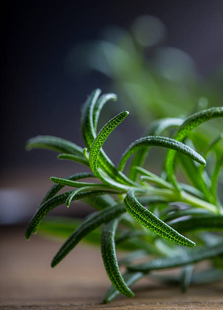 Rosemary. Fresh rosemary herbs. Scissors cut herbs fresh rosemary. Organic aromatic herbs.