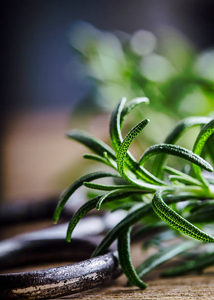 istock Rosemary. Fresh rosemary herbs. Scissors cut herbs fresh rosemary. 540833518