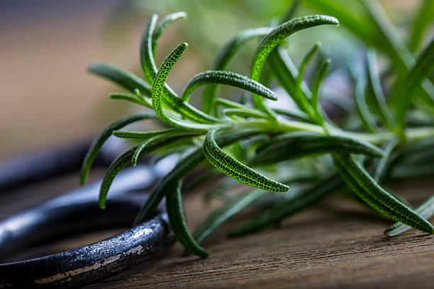 istock Rosemary. Fresh rosemary herbs. Scissors cut herbs fresh rosemary. 540833542