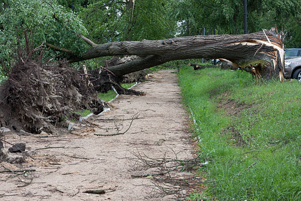 istock Damages after the storm and a hurricane 540833546