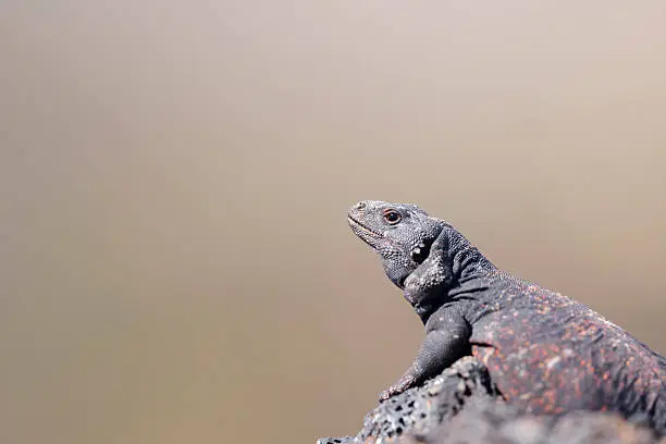 Chuckwalla Lizard sunning on lava rock.