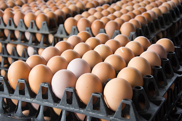 istock Eggs from chicken farm in the package 540834160