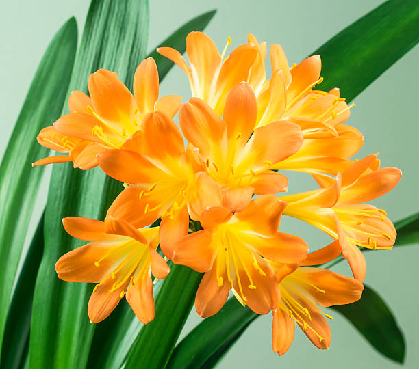 clivia amarílis flor laranja - kaffir lily - fotografias e filmes do acervo