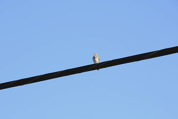 istock Lonely Songbird During Mating Season 540837232