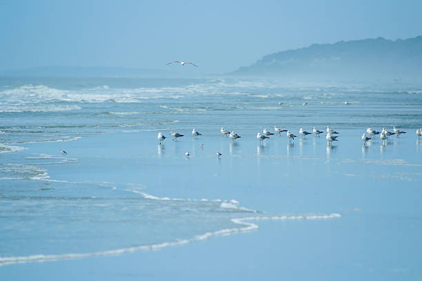 istock Promontory on the Beach at Hilton Head Island 540837528