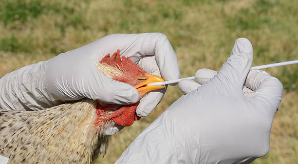 Testing rooster for avian flu Swabbing barred rock mix breed rooster to test for avian influenza avian flu virus photos stock pictures, royalty-free photos & images