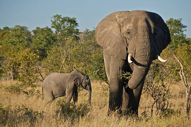 istock African Elephants in Kruger National Park 540838052