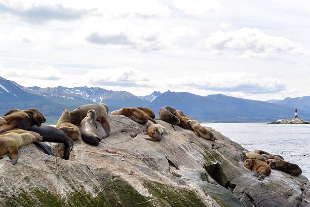 istock Seals on a rock with lighthouse and mountains 540838128