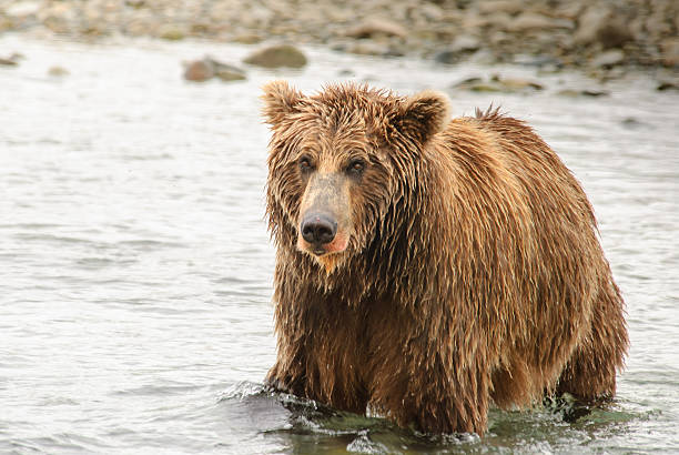 alaska del oso de brown acercamiento en río con salmón en sangre - brown bear alaska katmai national park animal fotografías e imágenes de stock