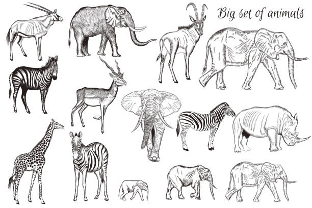 21,616 Savannah Animals Illustrations & Clip Art - iStock | African savannah  animals