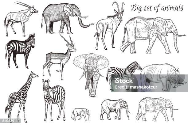 Vector Set Of Hand Drawn Detailed African Animal Stock Illustration - Download Image Now - Safari Animals, Animal, Savannah