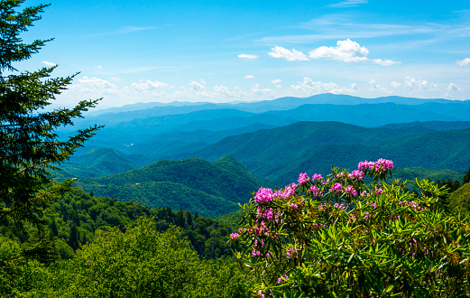 A view with rhododendron and woodland to the Smoky Mountain range in Tennessee, USA.