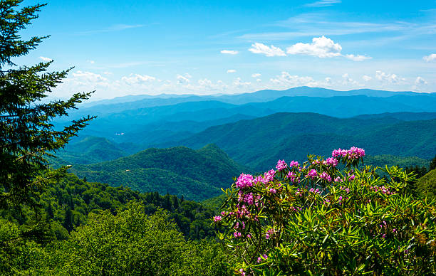 Smoky Mountain Woodland rhododendron A view with rhododendron and woodland to the Smoky Mountain range in Tennessee, USA. great smoky mountains national park stock pictures, royalty-free photos & images