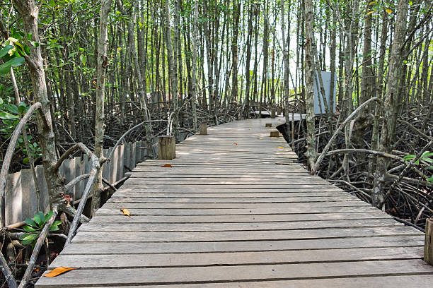 istock Wooden walkway bridge with mangrove tree in mangrove forest 540839652