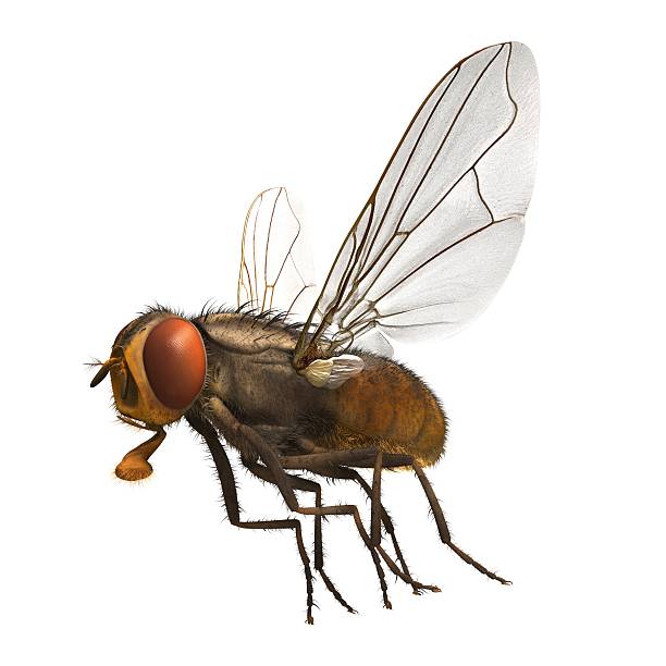 Beige fly isolated on a white background