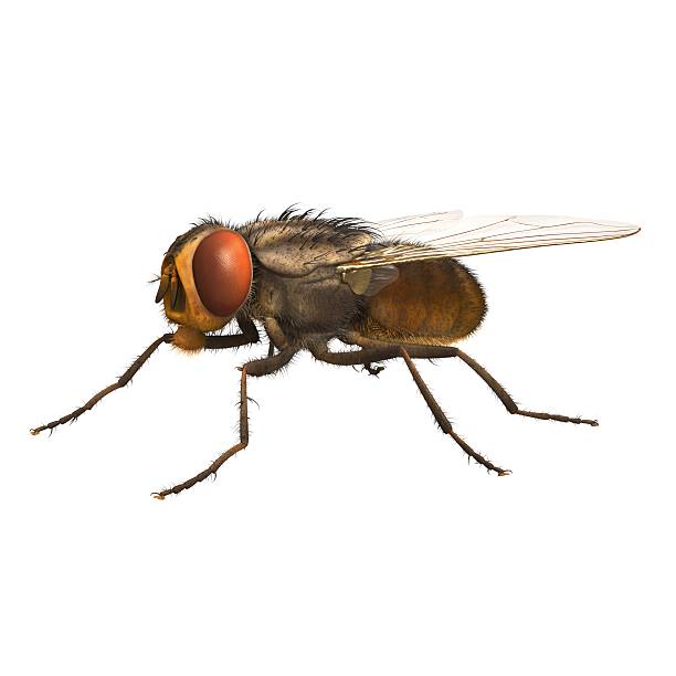 istock 3D Rendered Musca Domestica 