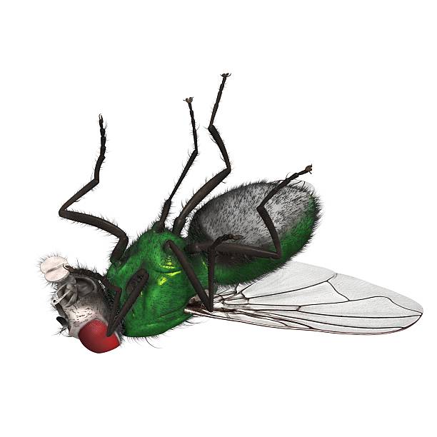 istock 3D Rendered Lucilia Sericata 