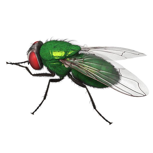 istock 3D Rendered Lucilia Sericata 