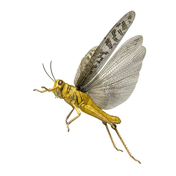 istock 3D Rendered Schistocerca Gregaria 