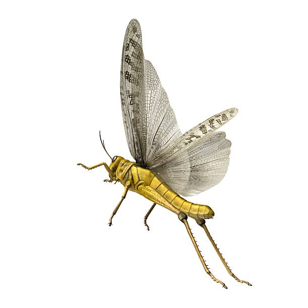 istock 3D Rendered Schistocerca Gregaria 