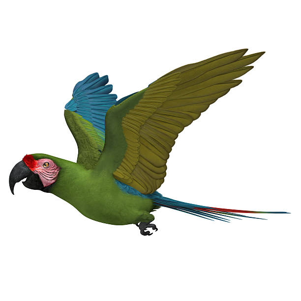 istock 3D Rendered Ara Militaris 