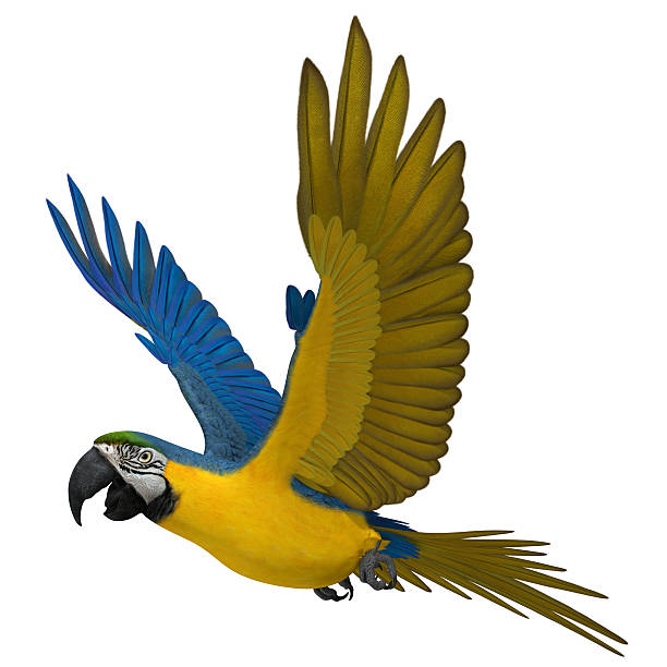 istock 3D Rendered Ara Ararauna 