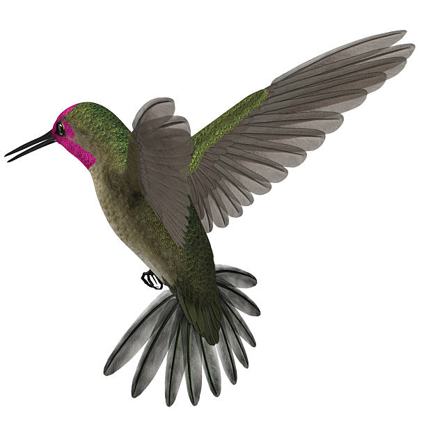 istock 3D Rendered Calypte Anna 