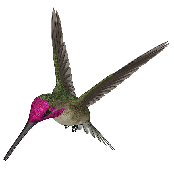istock 3D Rendered Calypte Anna 