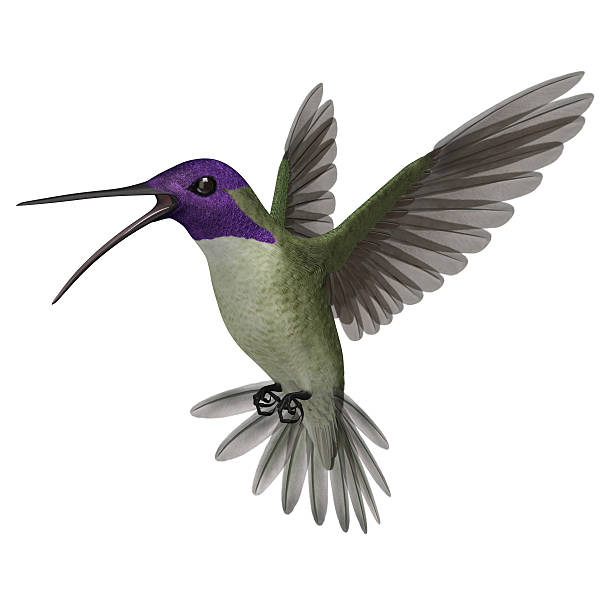 istock 3D Rendered Calypte Costae 