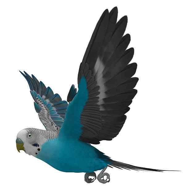 istock 3D Rendered Melopsittacus Undulatus 