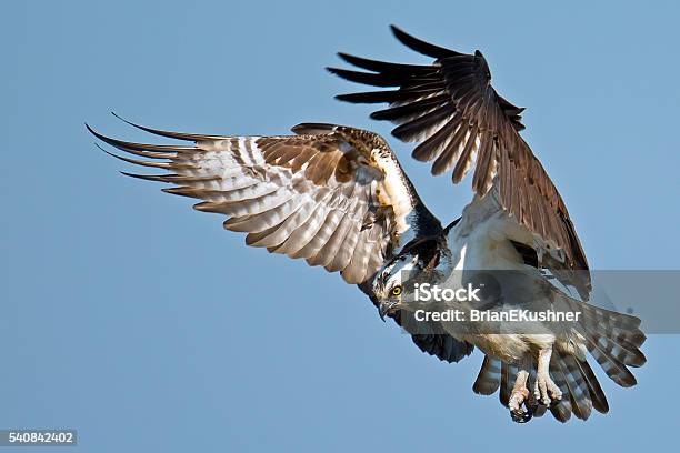 Osprey Diving For Fish Stock Photo - Download Image Now - Osprey, Animal Wildlife, Bird